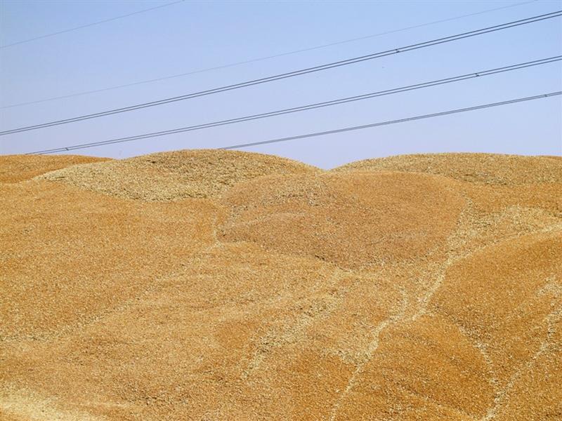 خرید بیش از ۶۰۰ هزار تنی گندم کشاورزان توسط تعاون روستایی خوزستان خرید بیش از ۶۰۰ هزار تنی گندم کشاورزان توسط تعاون روستایی خوزستان