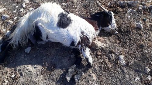 توصیه دامپزشکی در خصوص دفن لاشه دام های تلف شده توصیه دامپزشکی در خصوص دفن لاشه دام های تلف شده