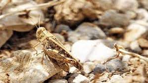 ریزش ملخها تاپایان خرداد در خوزستان ریزش ملخها تاپایان خرداد در خوزستان