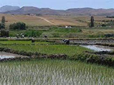 تحولی بزرگ در کشاورزی اردلی ها