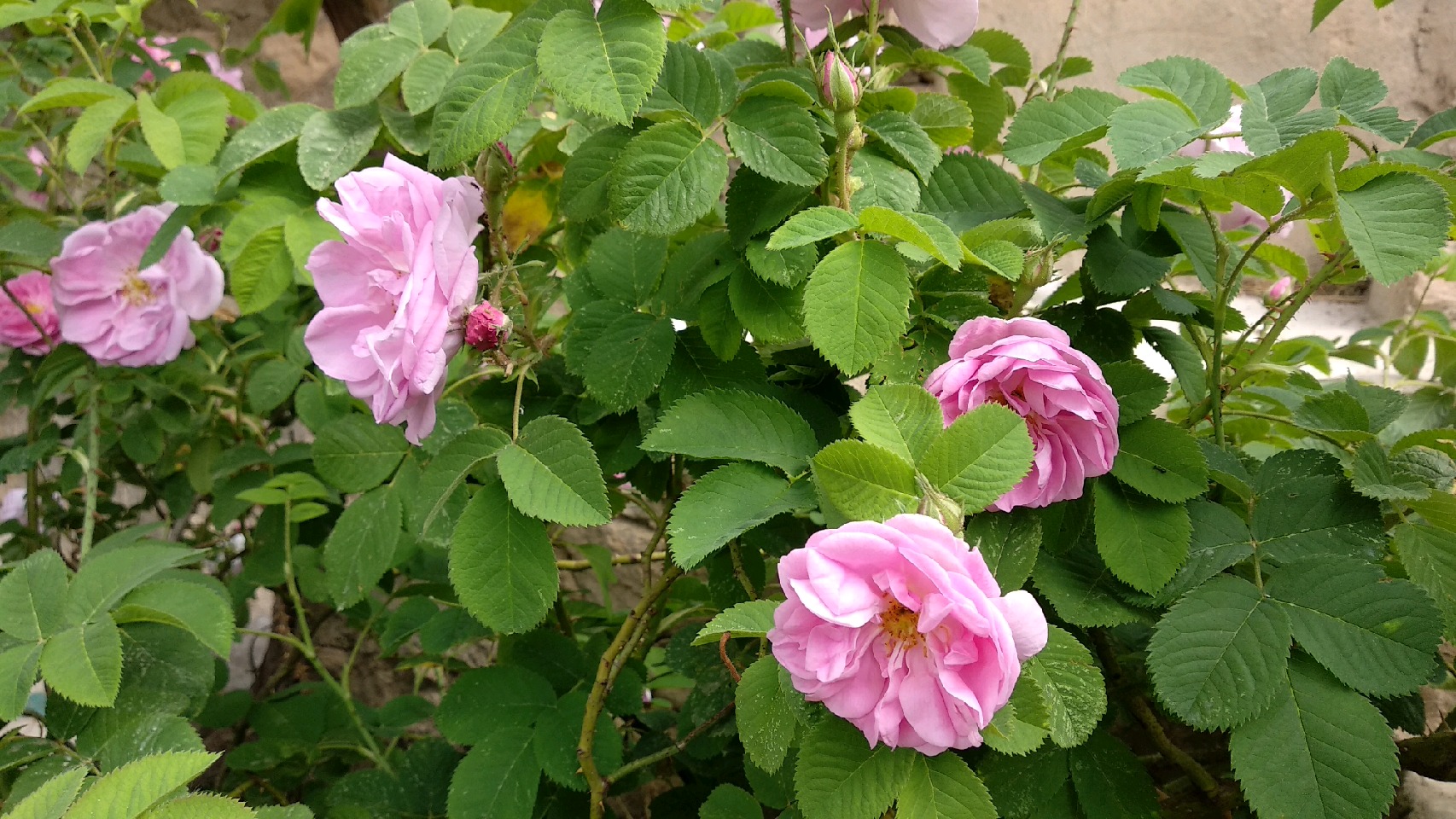آغاز برداشت گل محمدی از گلستانهای میانکوه آغاز برداشت گل محمدی از گلستانهای میانکوه