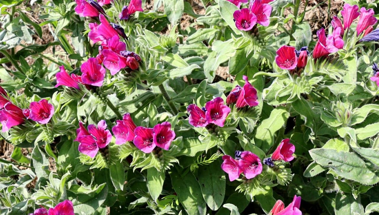 برداشت گیاه گل گاوزبان در رامسر