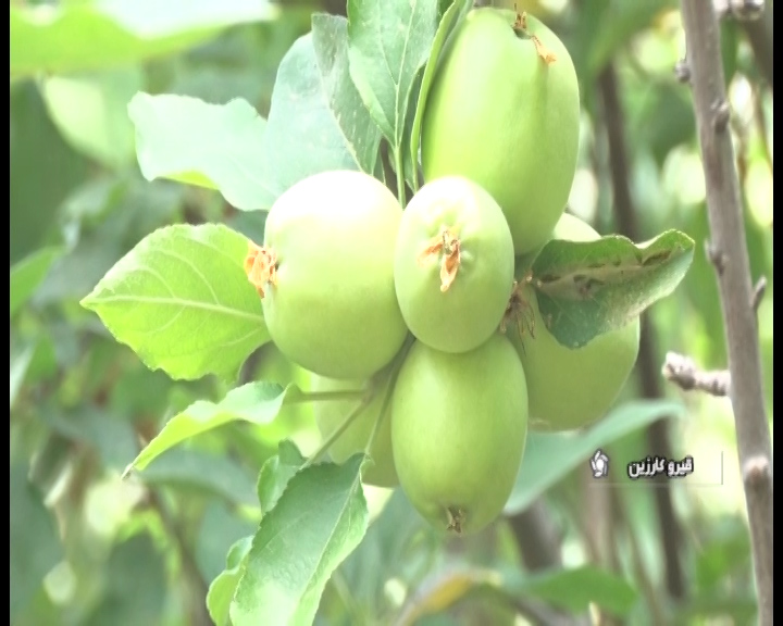 برداشت سیب ترش نوبرانه فصل بهار در شهرستان قیروکارزین اغاز شد