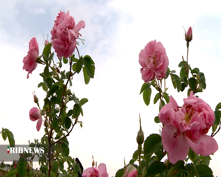 گل های معطر صنعتی گل های معطر صنعتی