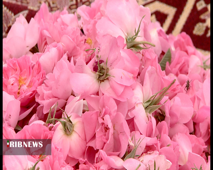 گل های معطر صنعتی گل های معطر صنعتی