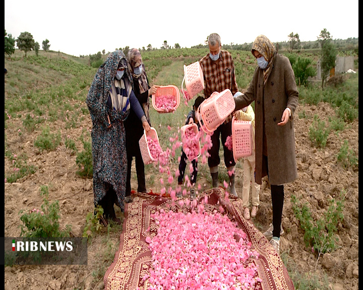 گل های معطر صنعتی گل های معطر صنعتی