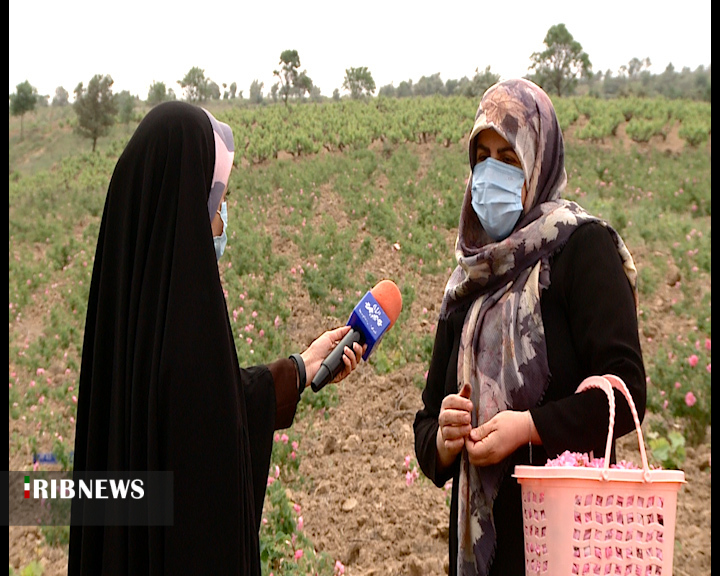 گل های معطر صنعتی گل های معطر صنعتی