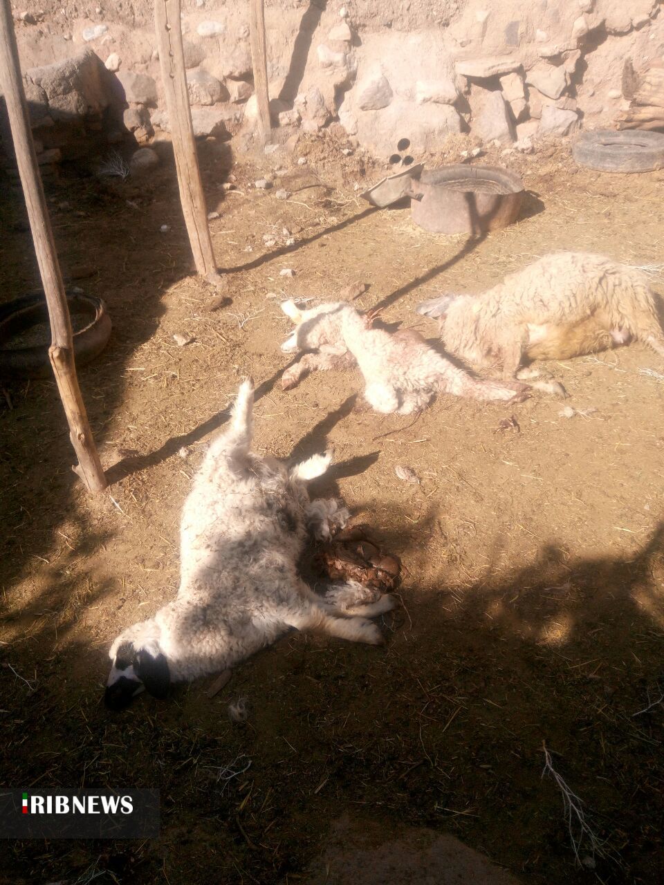 حمله دوباره گرگها به گوسفندان حمله دوباره گرگها به گوسفندان