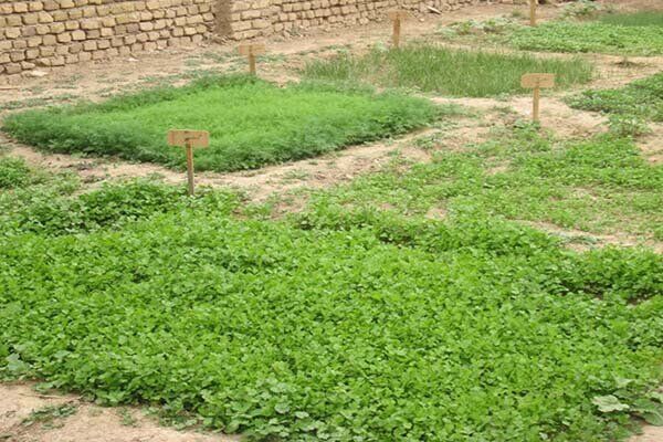 ایجاد ۱۴ سایت باغچه سلامت خانگی در روستا‌های قزوین