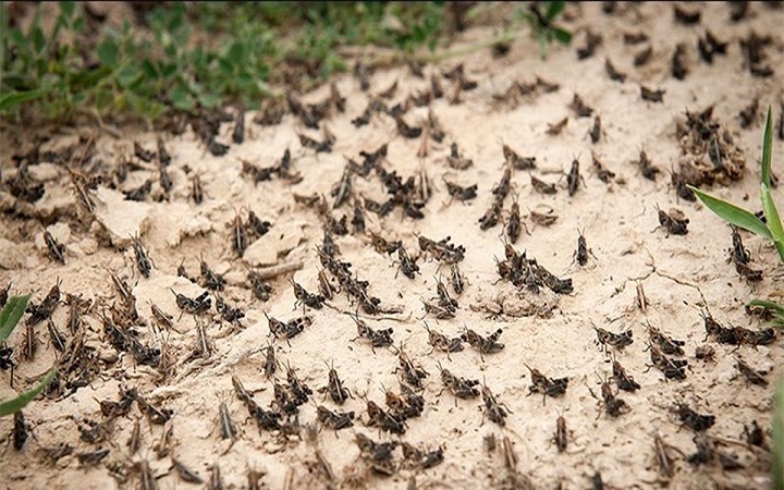آمادگی برای مقابله یا هجوم ملخ های صحرایی در خوزستان آمادگی برای مقابله یا هجوم ملخ های صحرایی در خوزستان