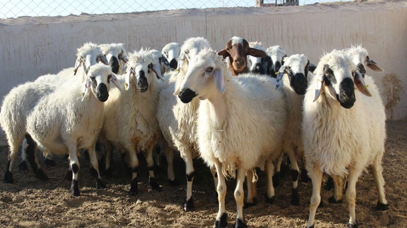 حکم ۲۶۰ میلیونی قاچاقچی دام در سربیشه حکم ۲۶۰ میلیونی قاچاقچی دام در سربیشه