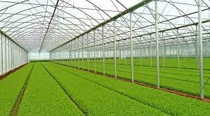 تولید یک میلیارد و ۲۰۰ میلیون قطعه نشاء سبزی و صیفی در گلخانه‌های استان بوشهر