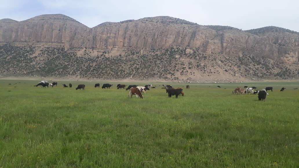 رفع تصرف ۷۳ هکتار اراضی ملی در منطقه حفاظت شده ارژن رفع تصرف ۷۳ هکتار اراضی ملی در منطقه حفاظت شده ارژن