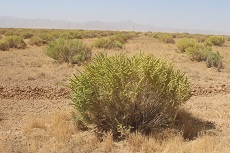 کاهش یک و نیم تنی فرسایش خاک در استان مرکزی کاهش یک و نیم تنی فرسایش خاک در استان مرکزی