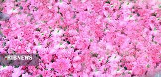 آغاز برداشت گل محمدی از باغهای گیلان آغاز برداشت گل محمدی از باغهای گیلان