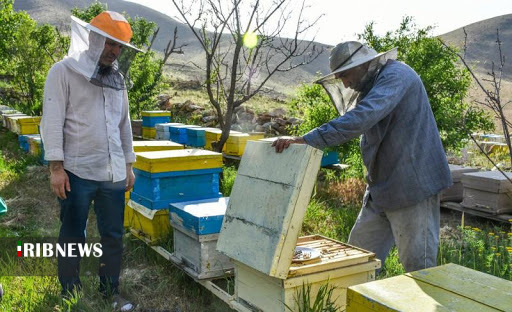 نیش به صنعت زنبورداری آذربایجان غربی/ عسل آذربایجان غربی از نبود برند رنج می برد نیش به صنعت زنبورداری آذربایجان غربی/ عسل آذربایجان غربی از نبود برند رنج می برد