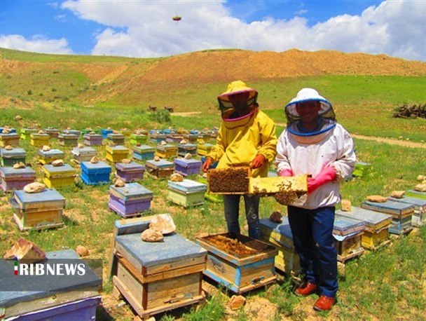 نیش به صنعت زنبورداری آذربایجان غربی/ عسل آذربایجان غربی از نبود برند رنج می برد نیش به صنعت زنبورداری آذربایجان غربی/ عسل آذربایجان غربی از نبود برند رنج می برد
