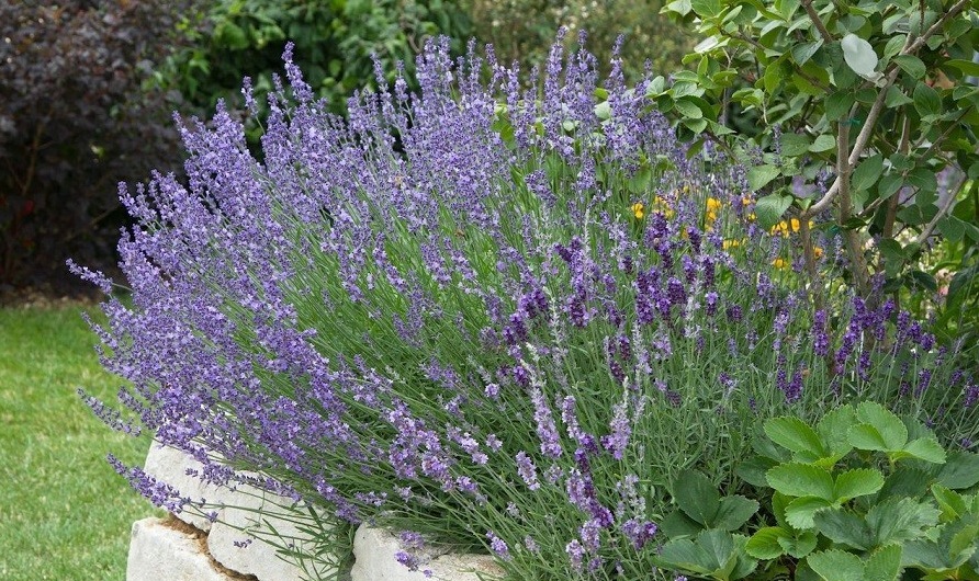 باغچه‌ خود را با گیاهان بین‌المللی بکارید!