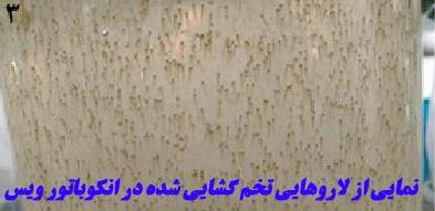تکثیر مصنوعی یک گونه ماهی در خطر انقراض تکثیر مصنوعی یک گونه ماهی در خطر انقراض