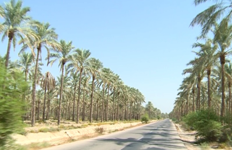 فرصت بیمه ای نخیلات  تا پایان اردیبهشت + مصاحبه