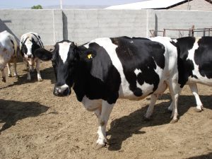 پرداخت ۴۹ میلیارد ریال غرامت به دام‌های خسارت دیده