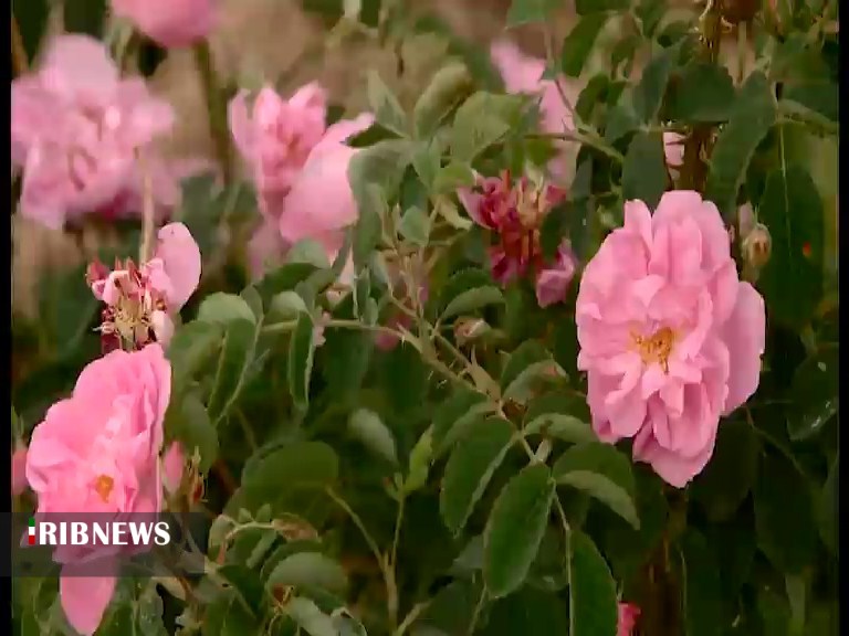 عطر گل محمدی در دهکده گل عطر گل محمدی در دهکده گل