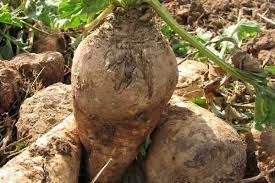 کشت چغندر قند در چهار هزار هکتار از اراضی زراعی اردبیل