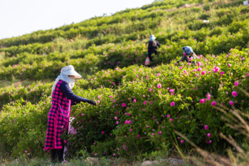 برداشت  گلبرگ های محمدی از چلیچه
