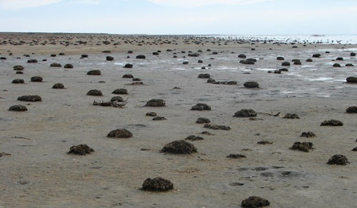 همه چیز با سربریدن پنبه شروع شد/ دشت شرق خزر در عطش آب می‌سوزد