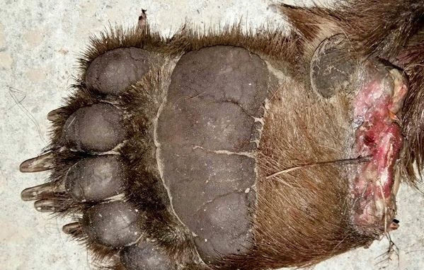 بفرمایید گوشت خرس؟! بفرمایید گوشت خرس؟!