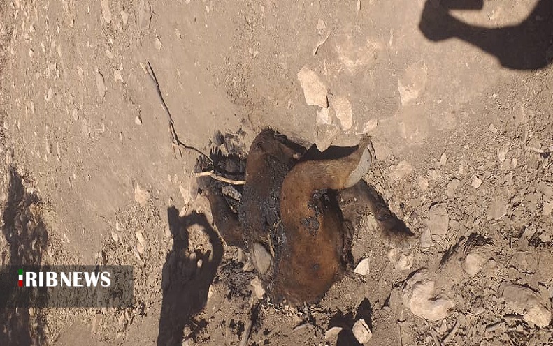 بفرمایید گوشت خرس؟! بفرمایید گوشت خرس؟!