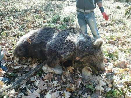 بفرمایید گوشت خرس؟! بفرمایید گوشت خرس؟!