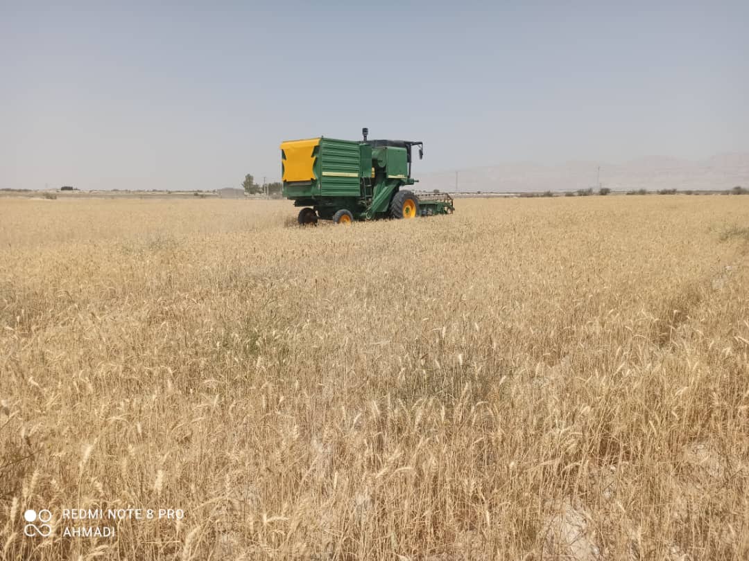 آغاز برداشت غلات در شهرستان فیروزآباد آغاز برداشت غلات در شهرستان فیروزآباد