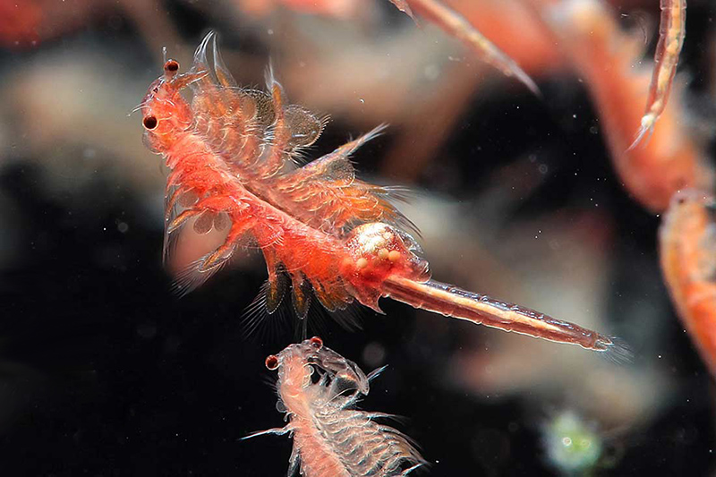 بازگشتِ آرتمیا،گمشدهِ دریاچه ارومیه در هاله ای از ابهام