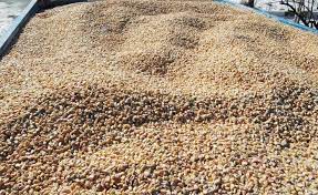 کشف بیش از ۵۹ تن نهاده دامی قاچاق در ابرکوه