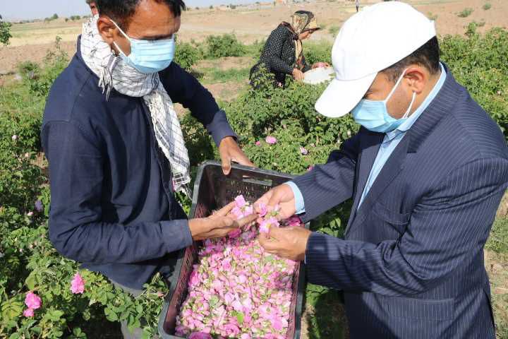 برداشت گل محمدی از ۵۸ هکتار از باغات شهرستان کاشمر