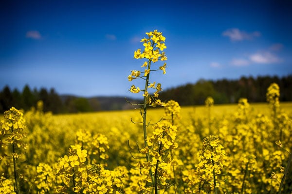 آغاز برداشت کلزا از مزارع جهرم آغاز برداشت کلزا از مزارع جهرم
