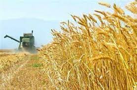 برداشت گندم، جو و کلزا در هندیجان برداشت گندم، جو و کلزا در هندیجان