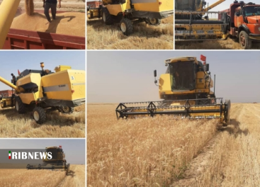 برداشت و خرید همزمان محصولات استراتژیک کشاورزی در شادگان برداشت و خرید همزمان محصولات استراتژیک کشاورزی در شادگان