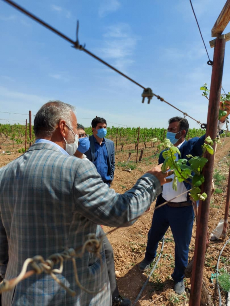 برآورد خسارت سرمازدگی باغ‌های انگور تاکستان