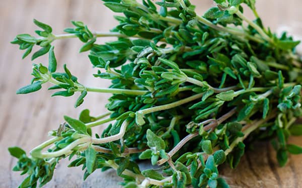 خواص گیاه دارویی آویشن خواص گیاه دارویی آویشن