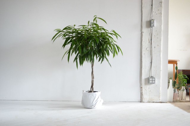 معرفی گیاهان آپارتمانی غول پیکر