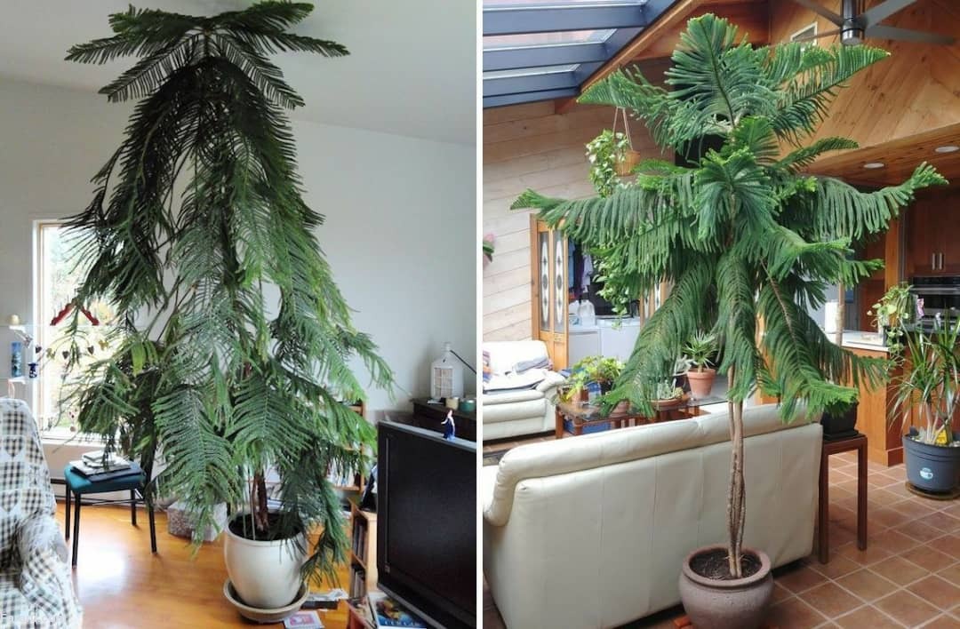 معرفی گیاهان آپارتمانی غول پیکر