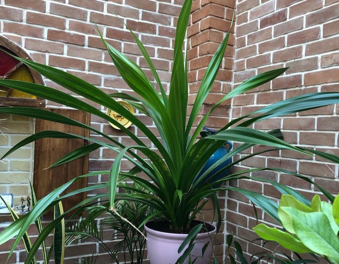 معرفی گیاهان آپارتمانی غول پیکر