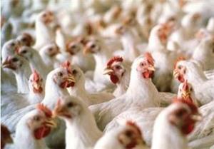 ناکامی قاچاقچیان در خروج ۷ تُن مرغ زنده ناکامی قاچاقچیان در خروج ۷ تُن مرغ زنده