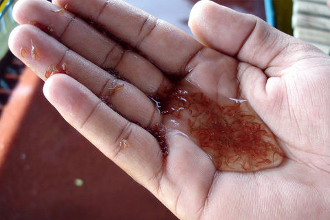 بازگشتِ آرتمیا،گمشدهِ دریاچه ارومیه در هاله ای از ابهام