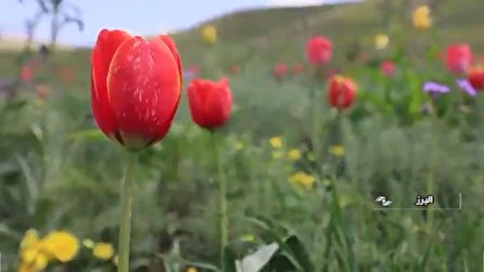 بزرگترین باغ لاله کوهستانی ایران