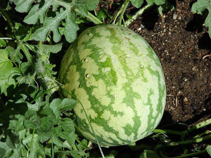 کاشت هندوانه در گلدان کاشت هندوانه در گلدان