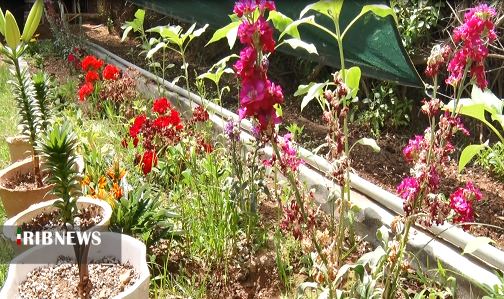 از دستان شهروند اهوازی گُل می‌روید/ بیابانی که گلستان شد