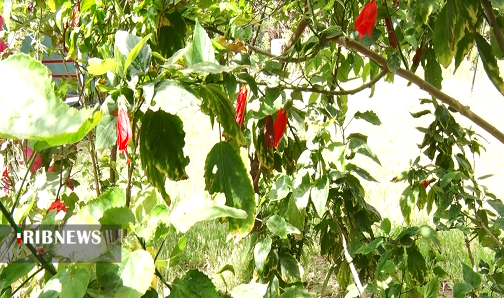 از دستان شهروند اهوازی گُل می‌روید/ بیابانی که گلستان شد